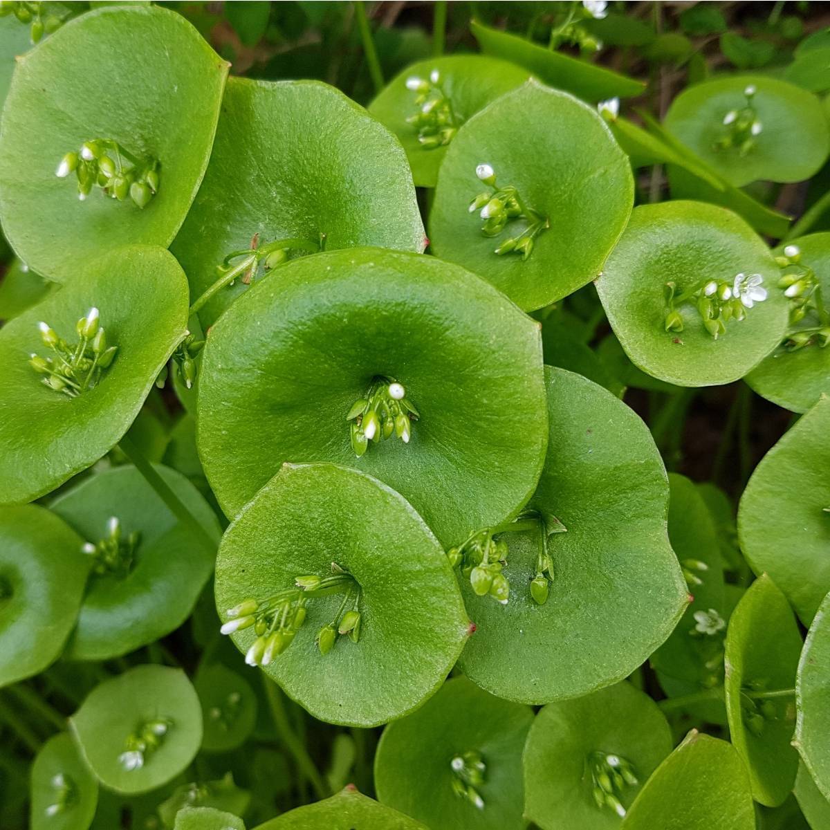 Miner's Lettuce